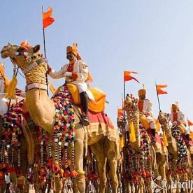 Camel Festival